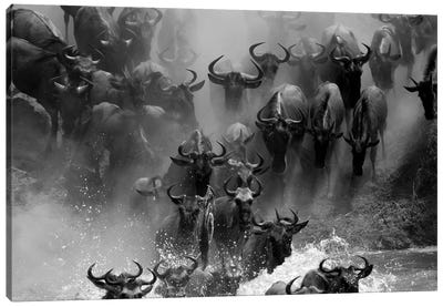 Wildebeest Crossing Canvas Art Print - Antelopes