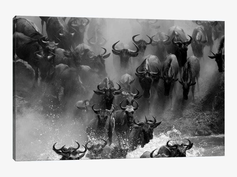 Wildebeest Crossing by Mogens Trolle 1-piece Art Print