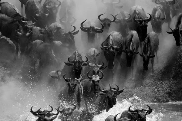Mogens Trolle: Wildebeest Crossing by Mogens Trolle