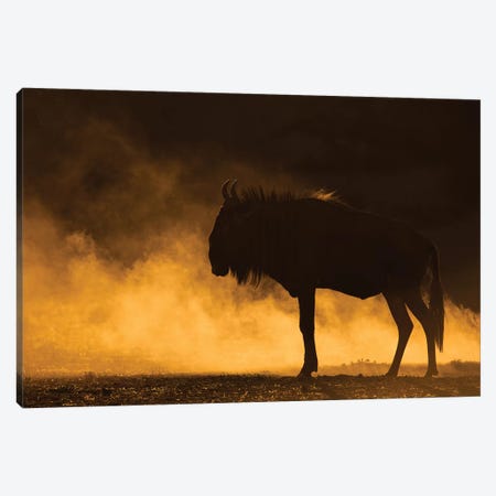 Wildebeest Kicking Up Dust Kalahari Canvas Print #MOG121} by Mogens Trolle Canvas Art