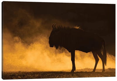 Wildebeest Kicking Up Dust Kalahari Canvas Art Print - Antelope Art