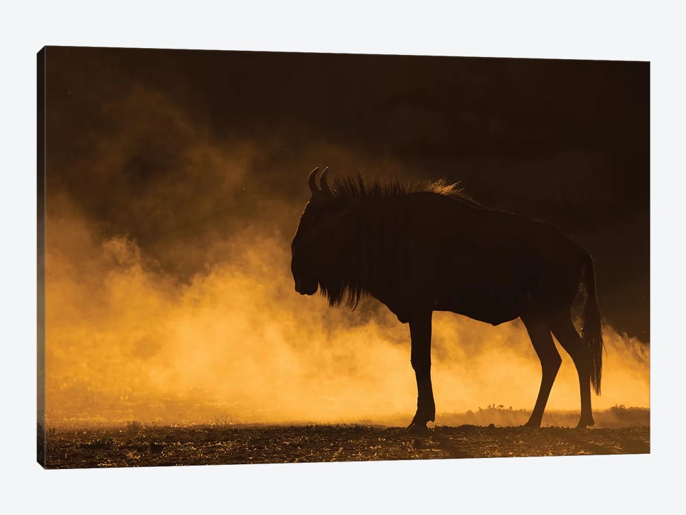 Wildebeest Kicking Up Dust Kalahari by Mogens Trolle 1-piece Canvas Wall Art