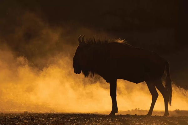 Antelopes: Wildebeest Kicking Up Dust Kalahari by Mogens Trolle