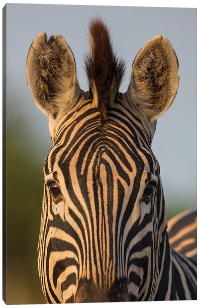 Zebra Facial Pattern South Africa Canvas Art Print - Zebra Art