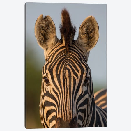 Zebra Facial Pattern South Africa Canvas Print #MOG122} by Mogens Trolle Canvas Wall Art