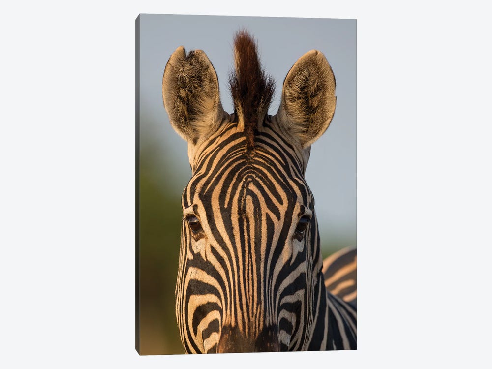 Zebra Facial Pattern South Africa by Mogens Trolle 1-piece Canvas Art Print