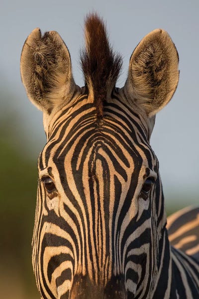 Mogens Trolle: Zebra Facial Pattern South Africa by Mogens Trolle