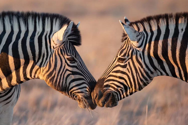 Zebra Kiss