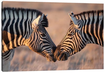 Zebra Kiss Canvas Art Print - Mogens Trolle