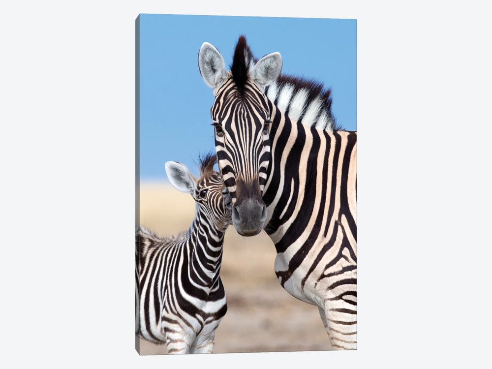 Zebra Mother And Foal by Mogens Trolle 1-piece Canvas Art Print
