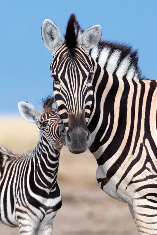 Zebra Mother And Foal