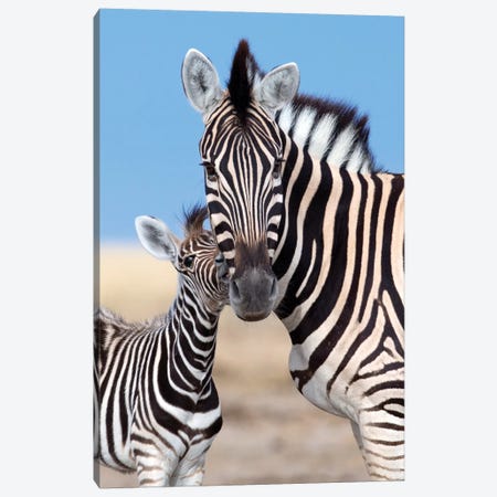 Zebra Mother And Foal Canvas Print #MOG124} by Mogens Trolle Canvas Art Print