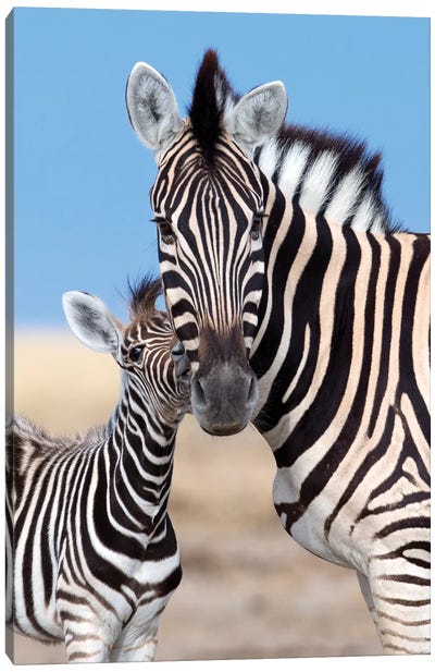 Zebra Mother And Foal Canvas Art Print - Mogens Trolle