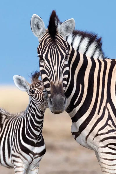 Mogens Trolle: Zebra Mother And Foal by Mogens Trolle