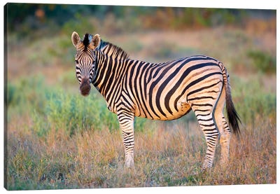 Zebra Stallion Kruger Canvas Art Print - Mogens Trolle