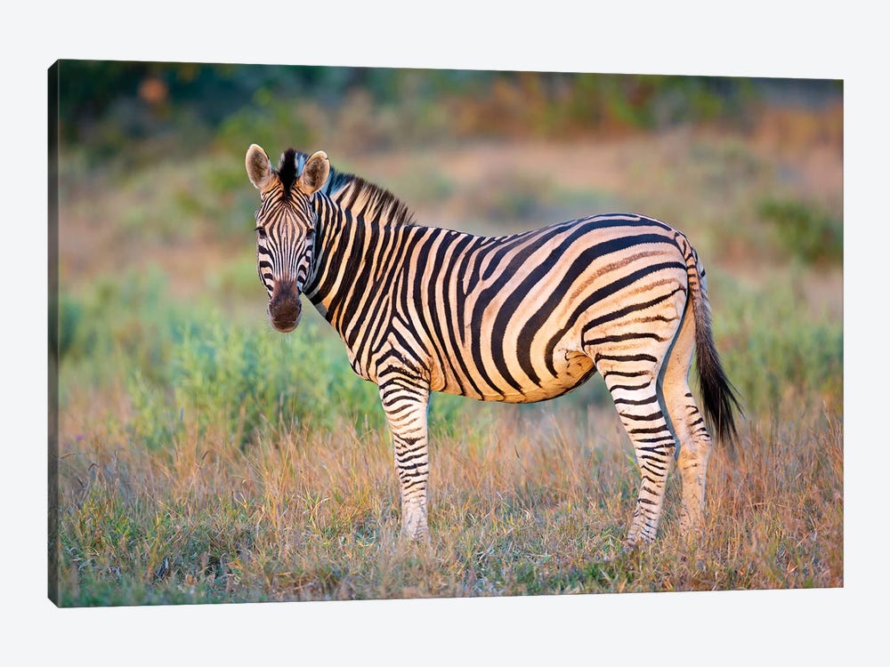 Zebra Stallion Kruger by Mogens Trolle 1-piece Canvas Artwork