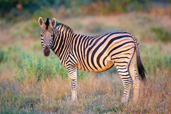 Zebras: Zebra Stallion Kruger by Mogens Trolle