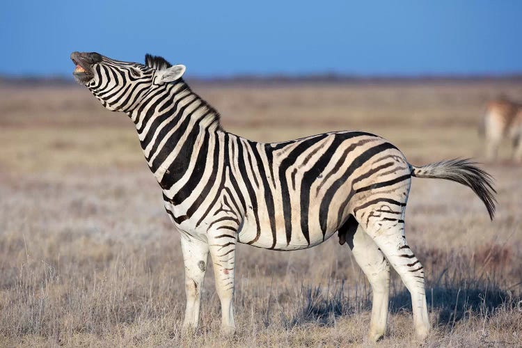 Zebra Stallion Smelling The Air
