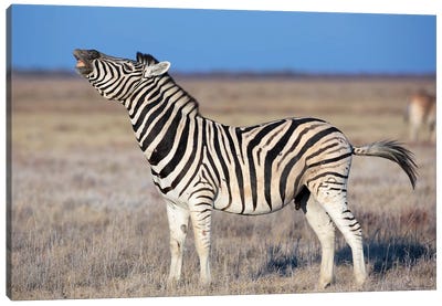 Zebra Stallion Smelling The Air Canvas Art Print - Mogens Trolle