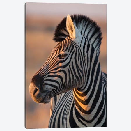 Zebra Stallion Sunset Light Canvas Print #MOG127} by Mogens Trolle Canvas Art Print