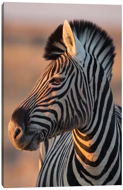 Zebra Stallion Sunset Light Canvas Art Print - Mogens Trolle