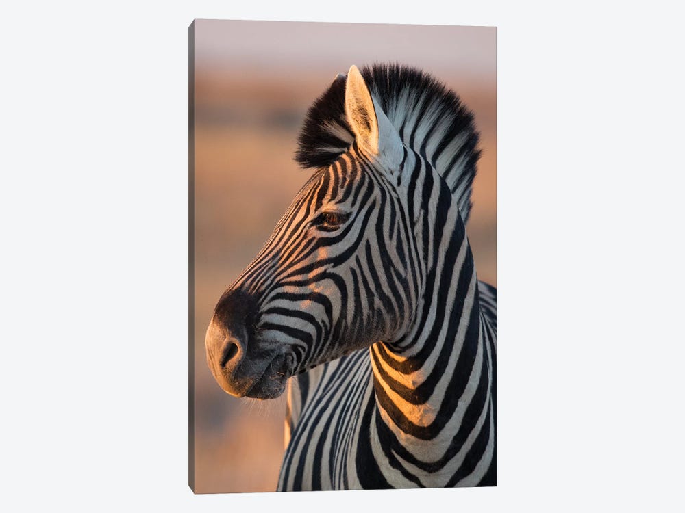 Zebra Stallion Sunset Light by Mogens Trolle 1-piece Canvas Wall Art
