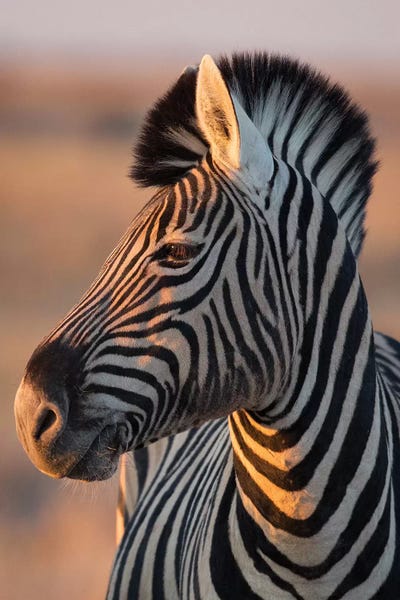 Mogens Trolle: Zebra Stallion Sunset Light by Mogens Trolle