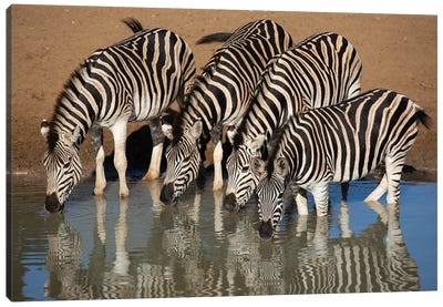 Zebras Drinking Canvas Art Print - Mogens Trolle