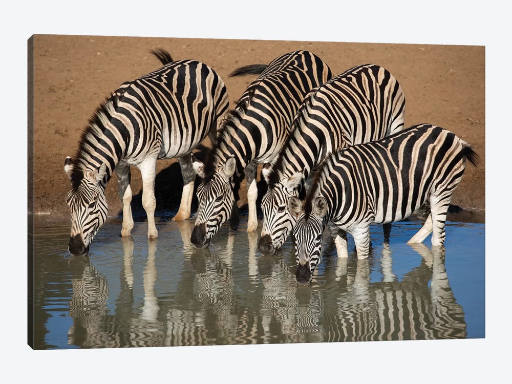 Zebras Drinking 1-piece Canvas Print