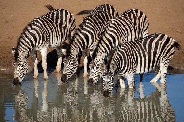 Zebras: Zebras Drinking by Mogens Trolle
