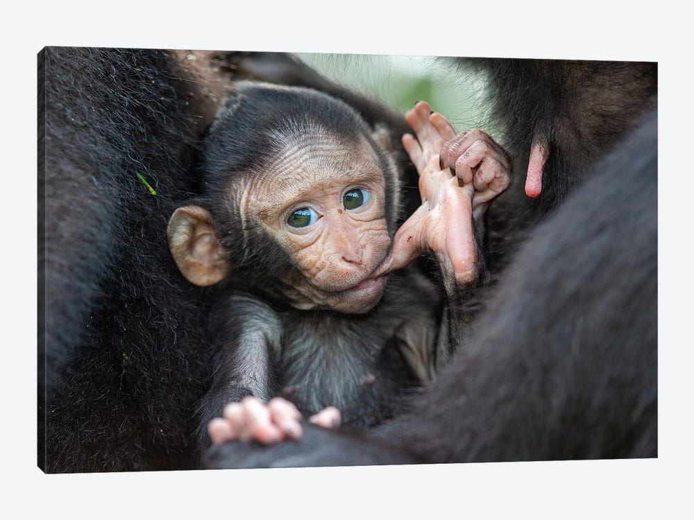 Black Crested Macaque Baby Sucking Toe by Mogens Trolle 1-piece Canvas Art