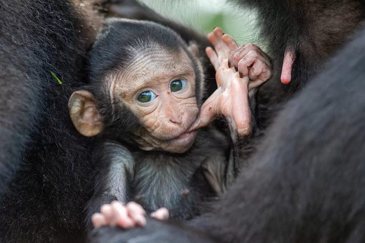 Black Crested Macaque Baby Sucking Toe