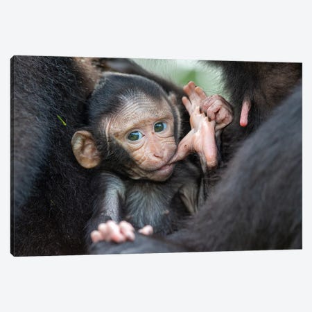 Black Crested Macaque Baby Sucking Toe Canvas Print #MOG12} by Mogens Trolle Canvas Artwork