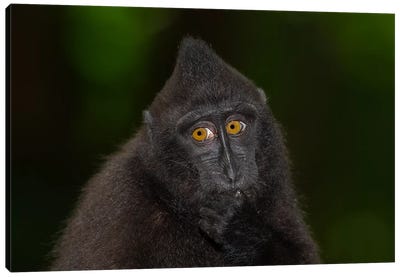 Black Crested Macaque Youngster Canvas Art Print - Monkey Art