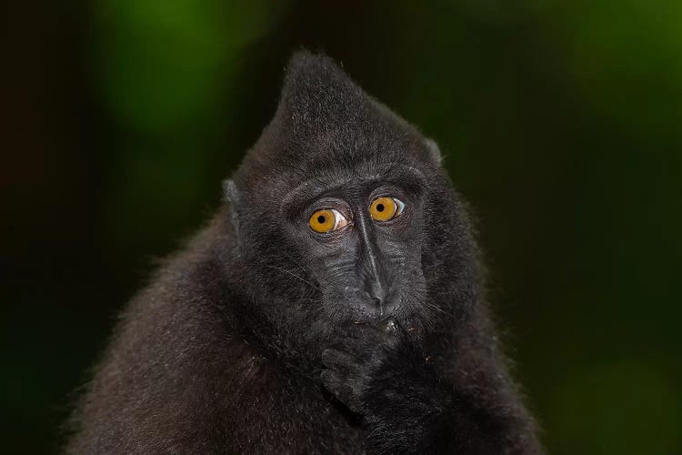 Black Crested Macaque Youngster