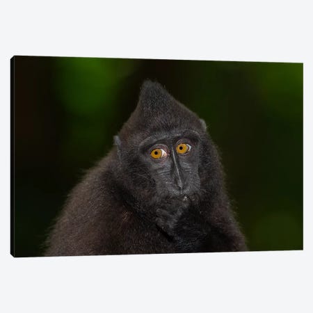 Black Crested Macaque Youngster Canvas Print #MOG13} by Mogens Trolle Canvas Wall Art