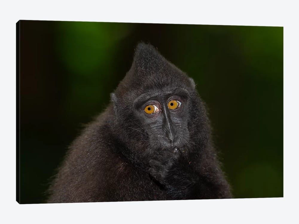 Black Crested Macaque Youngster by Mogens Trolle 1-piece Canvas Print