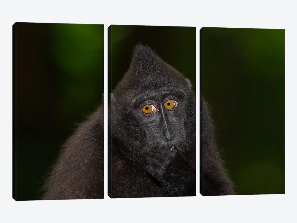 Black Crested Macaque Youngster by Mogens Trolle 3-piece Canvas Art Print