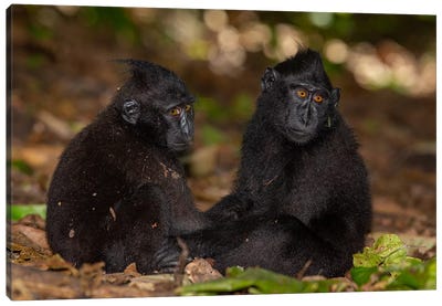 Black Crested Macaque Youngsters Holding Hands Canvas Art Print - Monkey Art