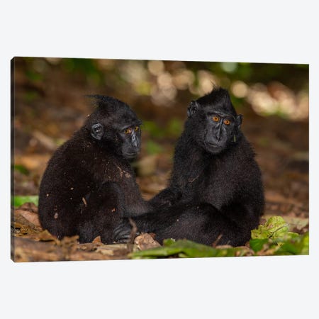 Black Crested Macaque Youngsters Holding Hands Canvas Print #MOG14} by Mogens Trolle Canvas Art Print