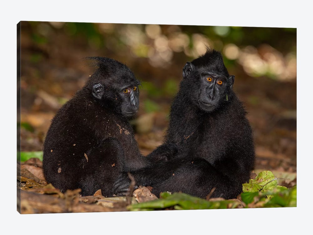 Black Crested Macaque Youngsters Holding Hands by Mogens Trolle 1-piece Canvas Art