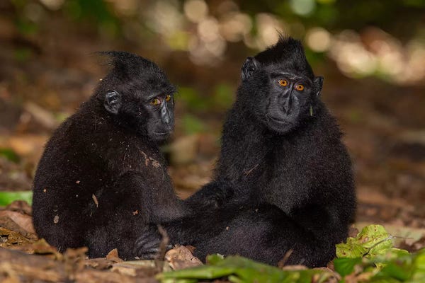 Monkeys: Black Crested Macaque Youngsters Holding Hands by Mogens Trolle