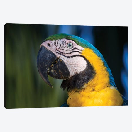 Blue And Yellow Macaw Pantanal Canvas Print #MOG15} by Mogens Trolle Canvas Art Print