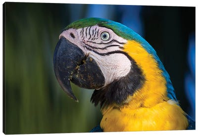 Blue And Yellow Macaw Pantanal Canvas Art Print - Mogens Trolle