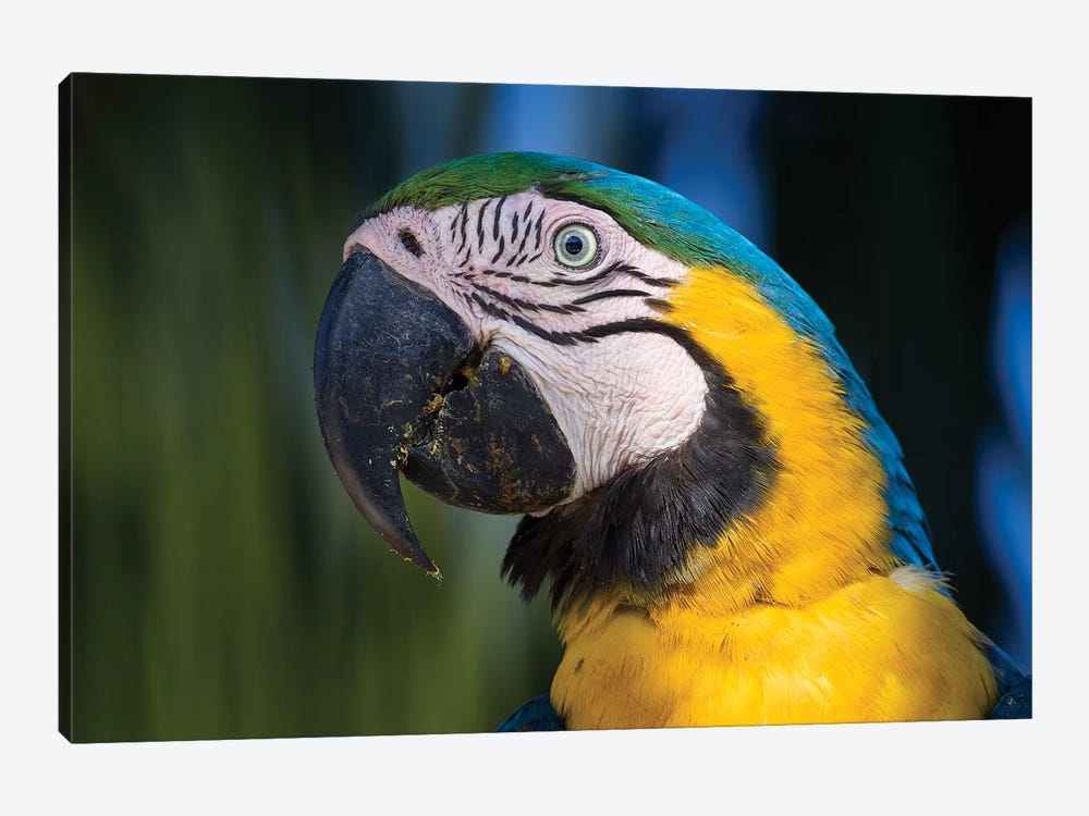 Blue And Yellow Macaw Pantanal by Mogens Trolle 1-piece Canvas Art Print
