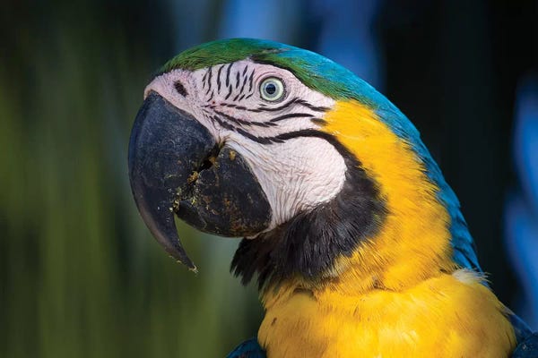 Parrots: Blue And Yellow Macaw Pantanal by Mogens Trolle