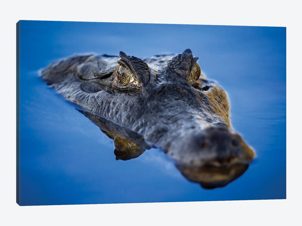 Caiman Reflection Pantanal by Mogens Trolle 1-piece Canvas Wall Art