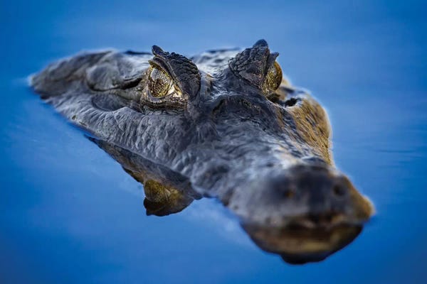 Mogens Trolle: Caiman Reflection Pantanal by Mogens Trolle
