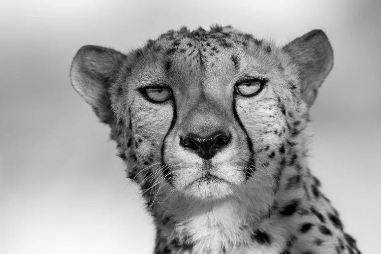 black and white cheetah eyes
