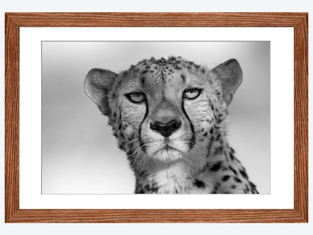 Cheetah Eye Contact Canvas Art Print by Mogens Trolle